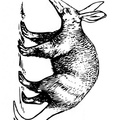 aardvark-coloring-pages-011.jpg