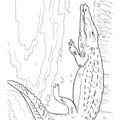 Alligator Coloring Book Page