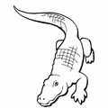 alligator-coloring-pages-016.jpg