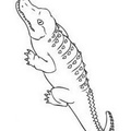 alligator-coloring-pages-029.jpg