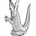 alligator-coloring-pages-031.jpg