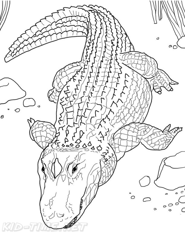 alligator coloring pages