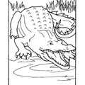alligator-coloring-pages-050.jpg