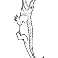alligator-coloring-pages-077.jpg