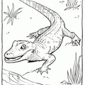alligator-coloring-pages-087.jpg
