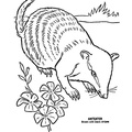 anteater-coloring-pages-027.jpg