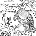 armadillo-coloring-pages-010.jpg
