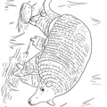 armadillo-coloring-pages-012.jpg