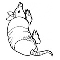 armadillo-coloring-pages-022.jpg
