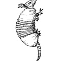 armadillo-coloring-pages-024.jpg