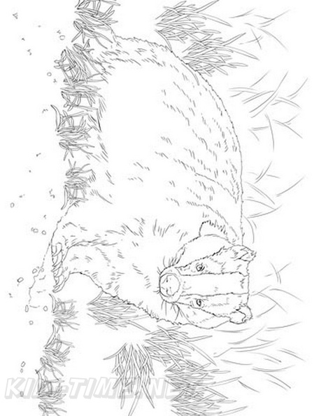badger-coloring-pages-012.jpg