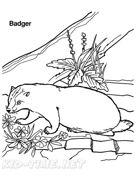 Badger Coloring Book Page Free Coloring Book Pages Printables