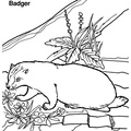 badger-coloring-pages-021.jpg