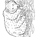 grizzly-coloring-pages-2027.jpg