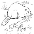 beaver-coloring-pages-026.jpg