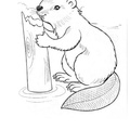 beaver-coloring-pages-030.jpg