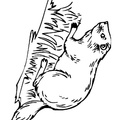 beaver-coloring-pages-034.jpg