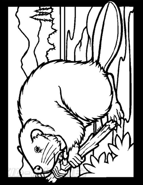 beaver-coloring-pages-042.jpg