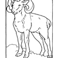 Bighorn Sheep Ram Coloring Book Page