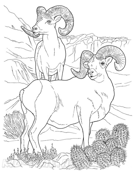 bighorn-sheep-ram-coloring-pages-006.jpg