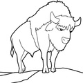 bison-coloring-pages-002.jpg