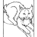 Bobcat_Coloring_Pages_02.jpg