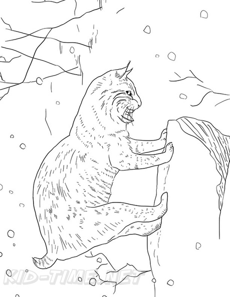 Bobcat_Coloring_Pages_03.jpg