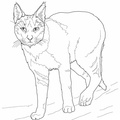Bobcat Coloring Book Page