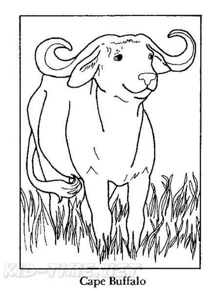 buffalo-coloring-pages-001.jpg