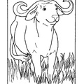 Buffalo Coloring Book Page