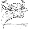 buffalo-coloring-pages-011.jpg