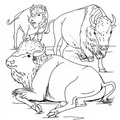 buffalo-coloring-pages-012.jpg