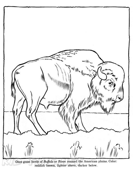 buffalo-coloring-pages-025.jpg