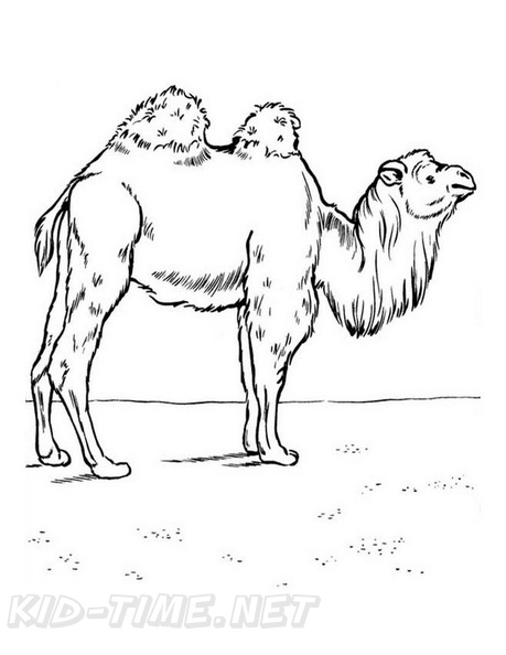 camel-coloring-pages-038.jpg