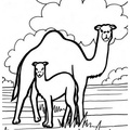 camel-coloring-pages-039.jpg