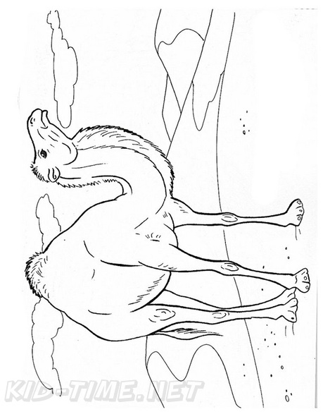 camel-coloring-pages-046.jpg