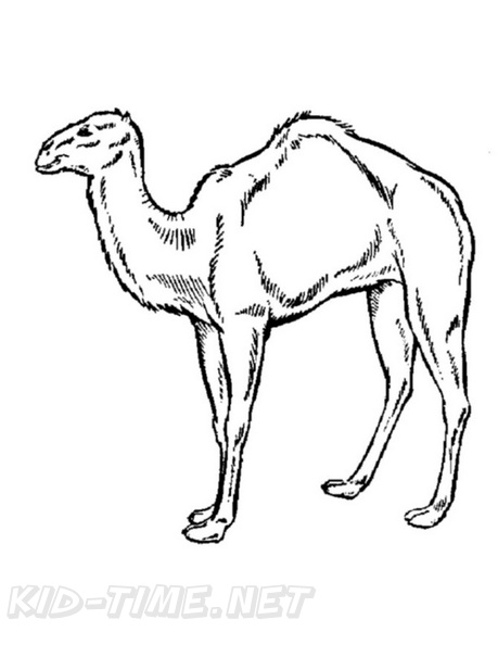 camel-coloring-pages-058.jpg