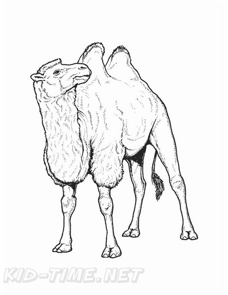 camel-coloring-pages-059.jpg