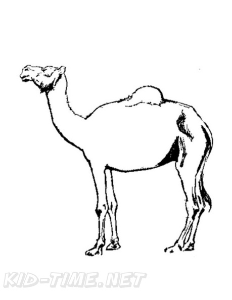 camel-coloring-pages-063.jpg