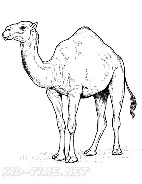 camel-coloring-pages-076.jpg