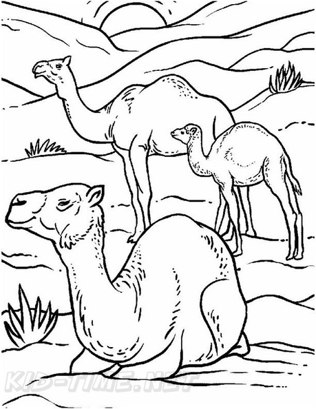 camel-coloring-pages-083.jpg