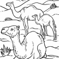 camel-coloring-pages-083.jpg