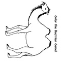 camel-coloring-pages-091.jpg