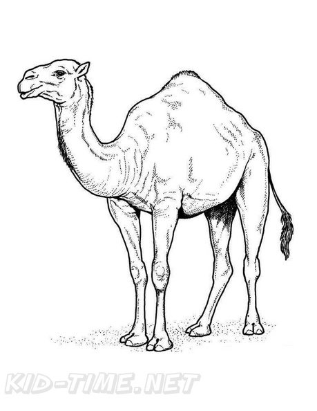 camel-coloring-pages-096.jpg