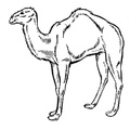 camel-coloring-pages-212.jpg