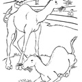 camel-coloring-pages-216.jpg