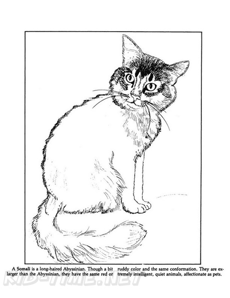 Abyssinian_Cat_Coloring_Pages_008.jpg
