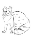 American Curl Cat Breed Coloring Book Page