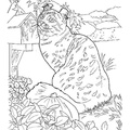 American_Curl_Cat_Coloring_Pages_003.jpg