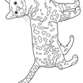 Bengal Cat Coloring Book Page